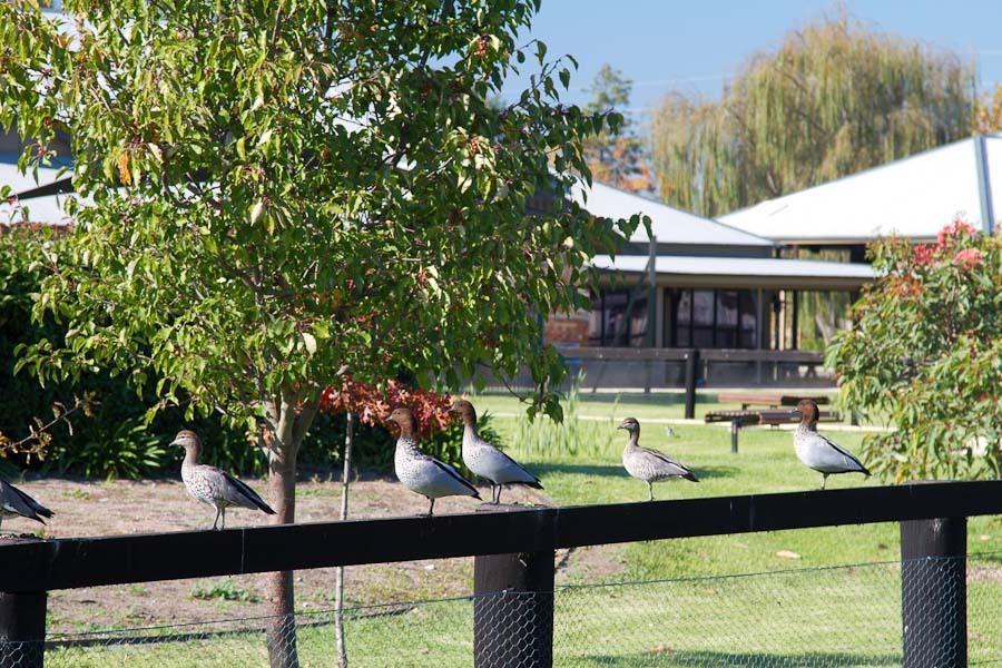 Potters Apartments Cessnock Kültér fotó